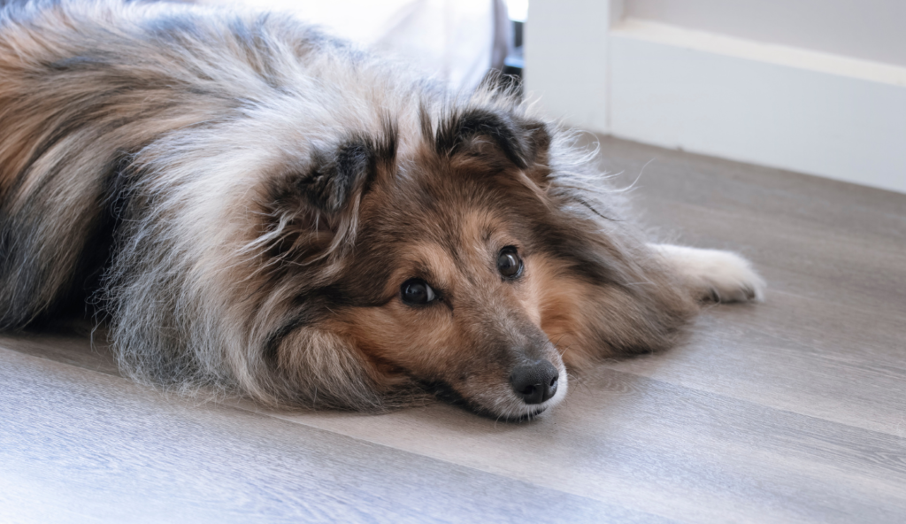 Why LVT is the Best Pet-Friendly Flooring Option? 2 Why LVT Flooring is Pet Friendly Flooring